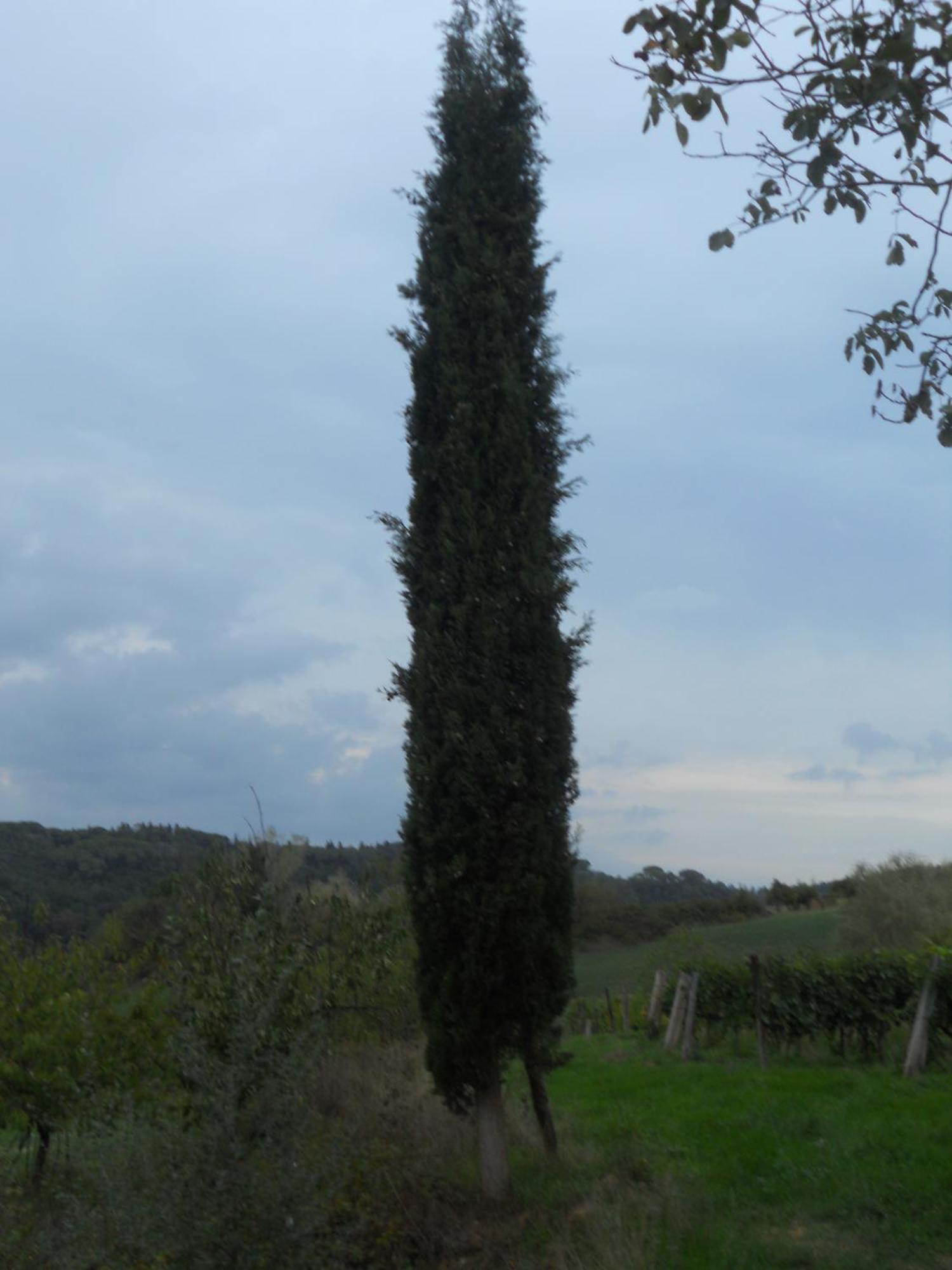 Tenuta Il Tresto Poggibonsi Exteriör bild